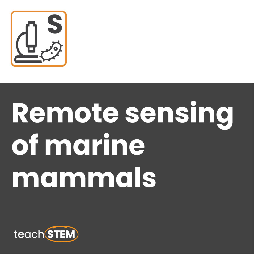 Remote sensing of marine mammals